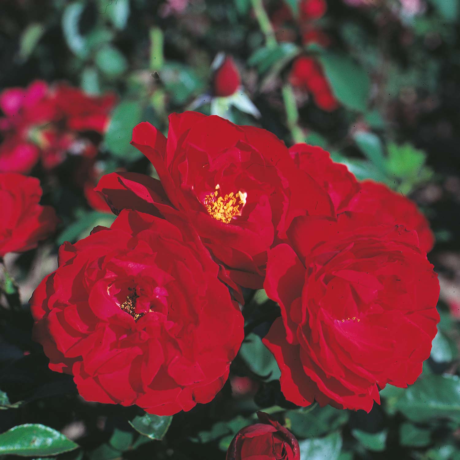 Strauchrose 'Ulmer Münster®' Lieferform: wurzelnackte Pflanze in A-Qualität, mindestens 3 Triebe