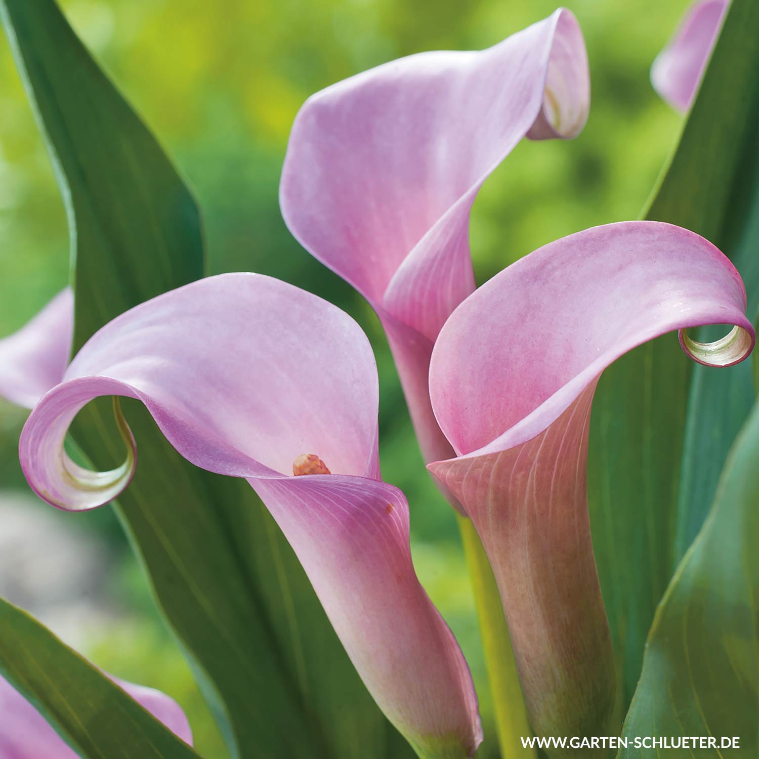 Calla 'Samur'