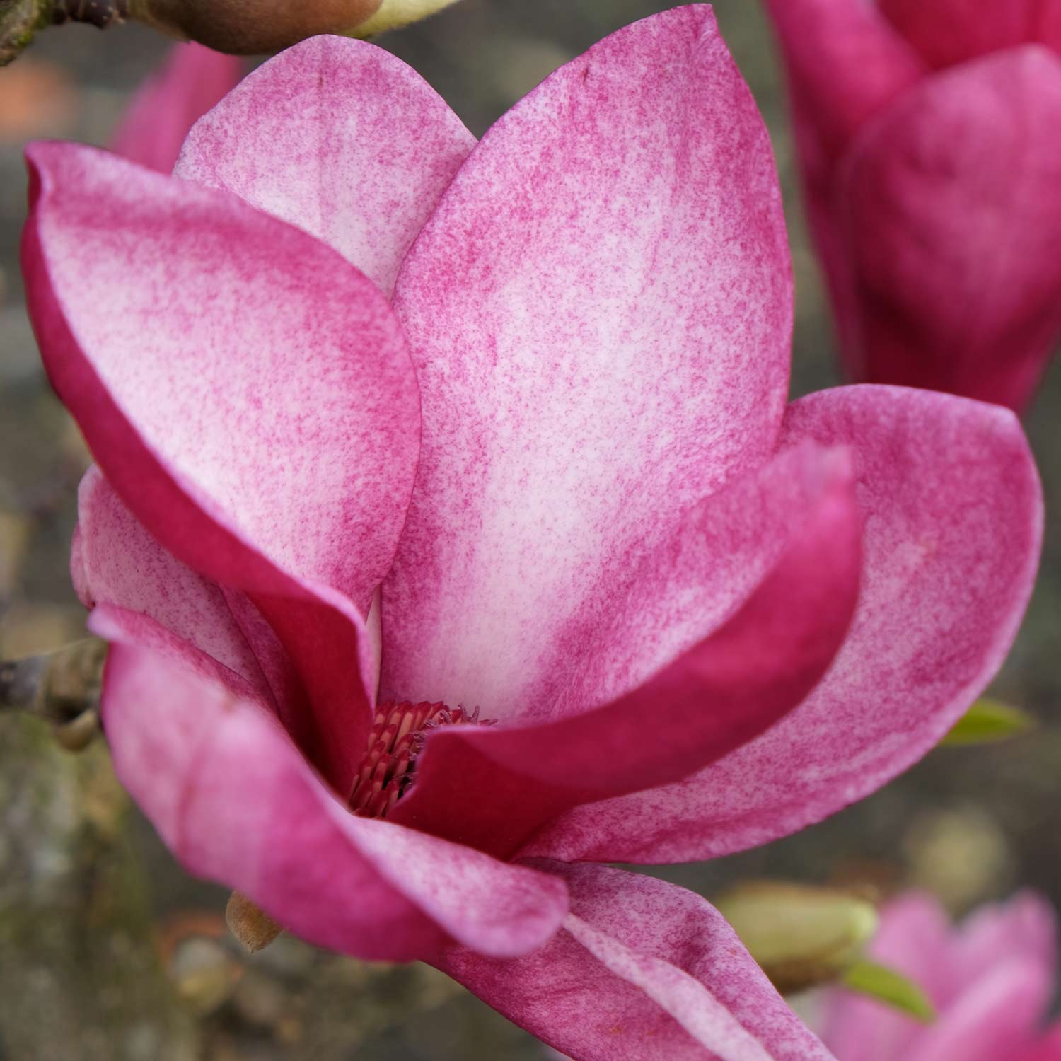 Magnolie 'Starburst®'