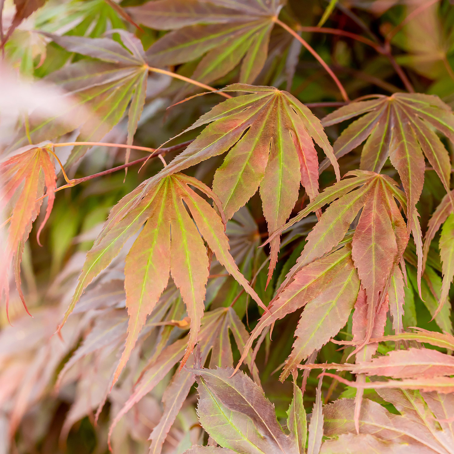 Roter Fächerahorn 'Oregon Sunset'