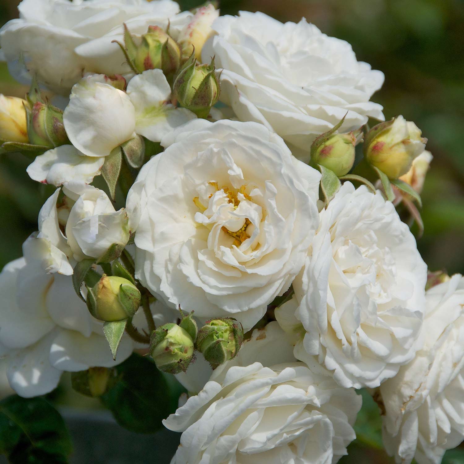 Rosa 'Perfume Dreams®'