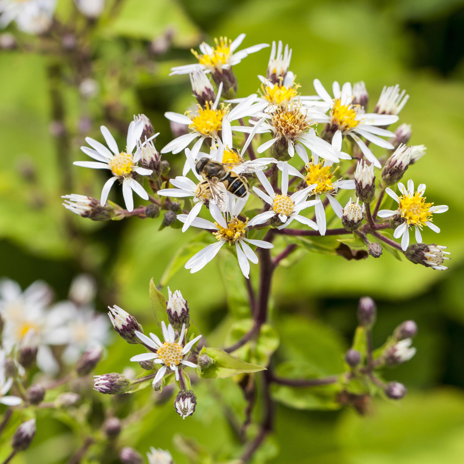 Weiße Sommer-Wald-Aster