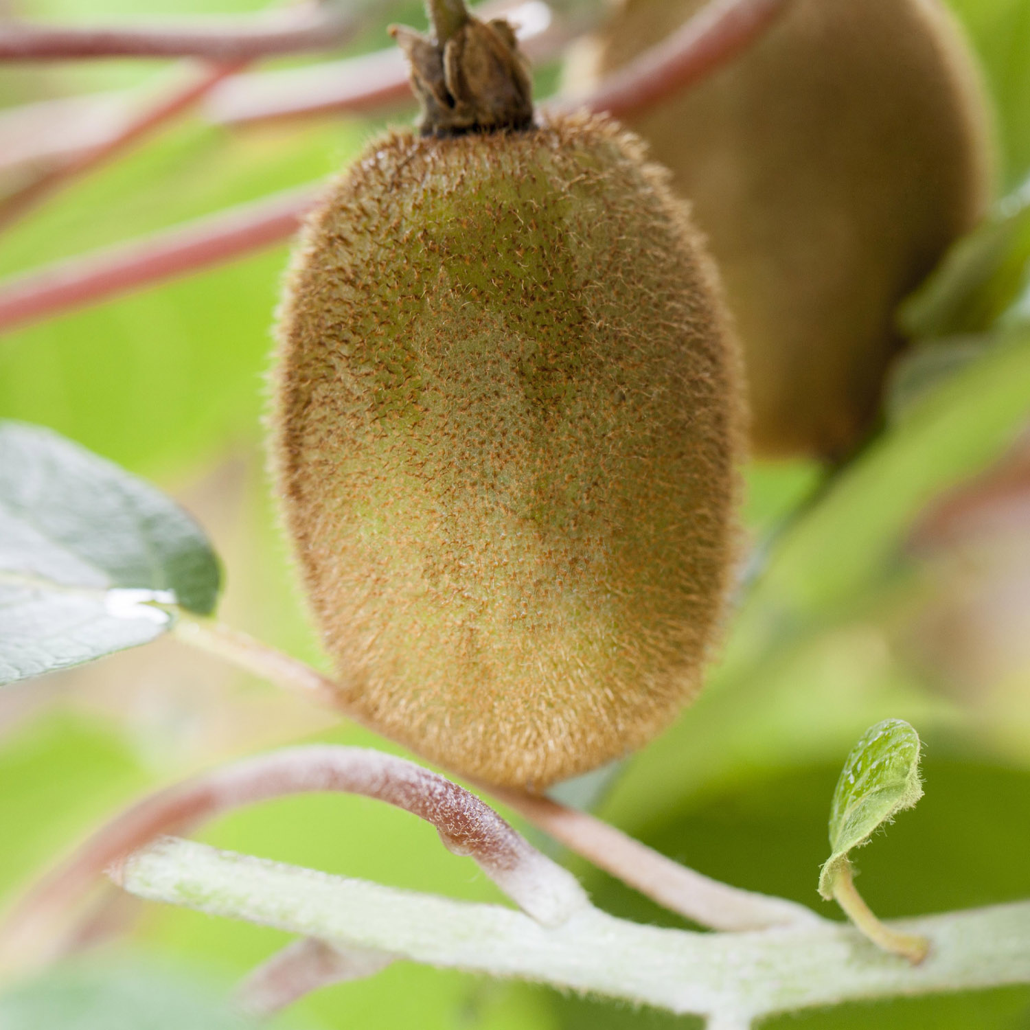 Kiwi 'Boskoop'