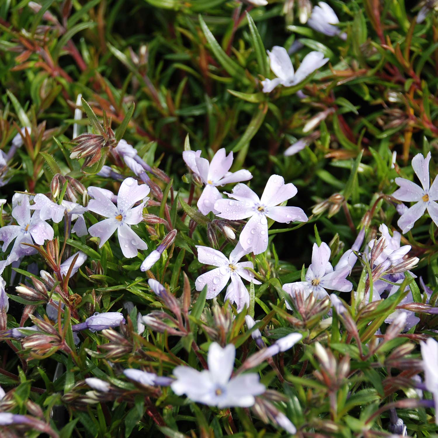 Blauer Polsterphlox