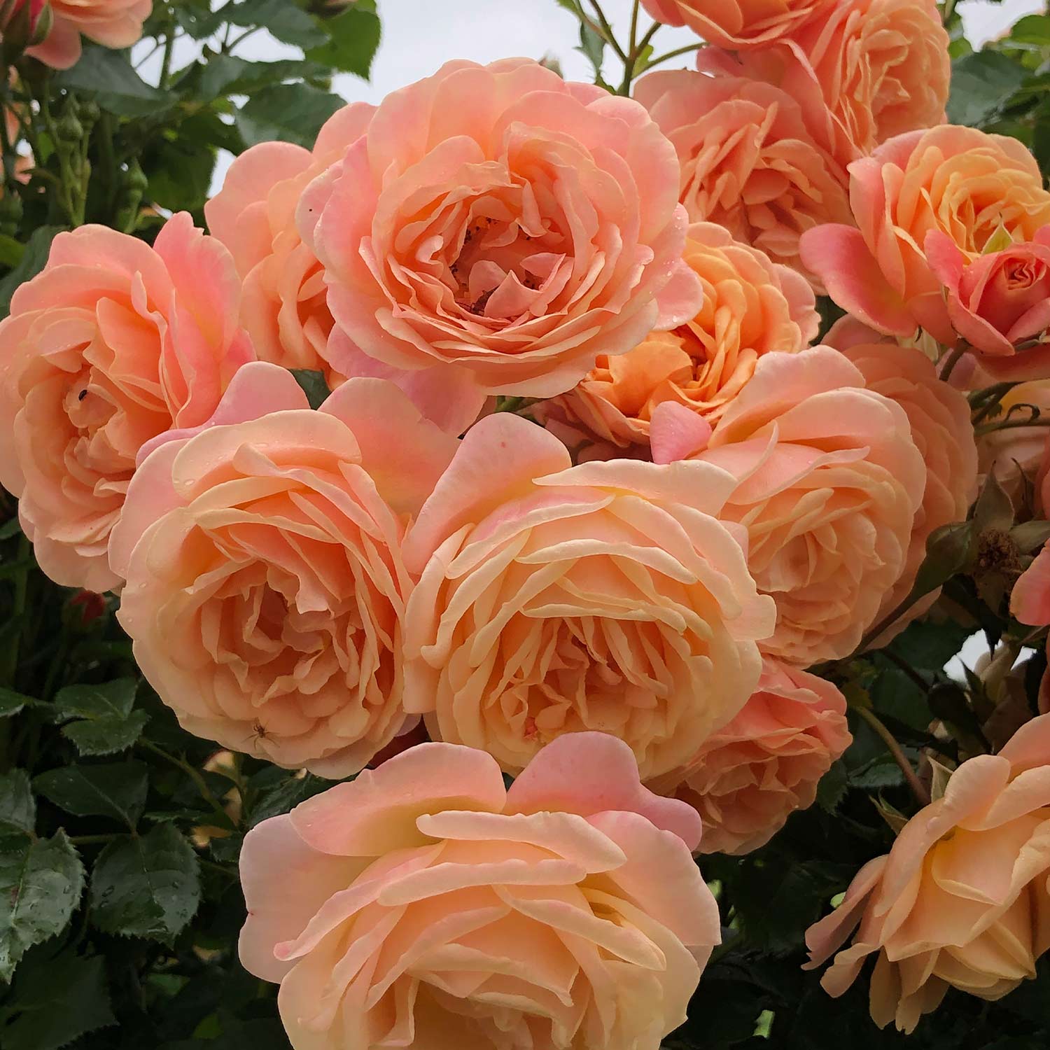 Kletterrose 'Peach Melba®'