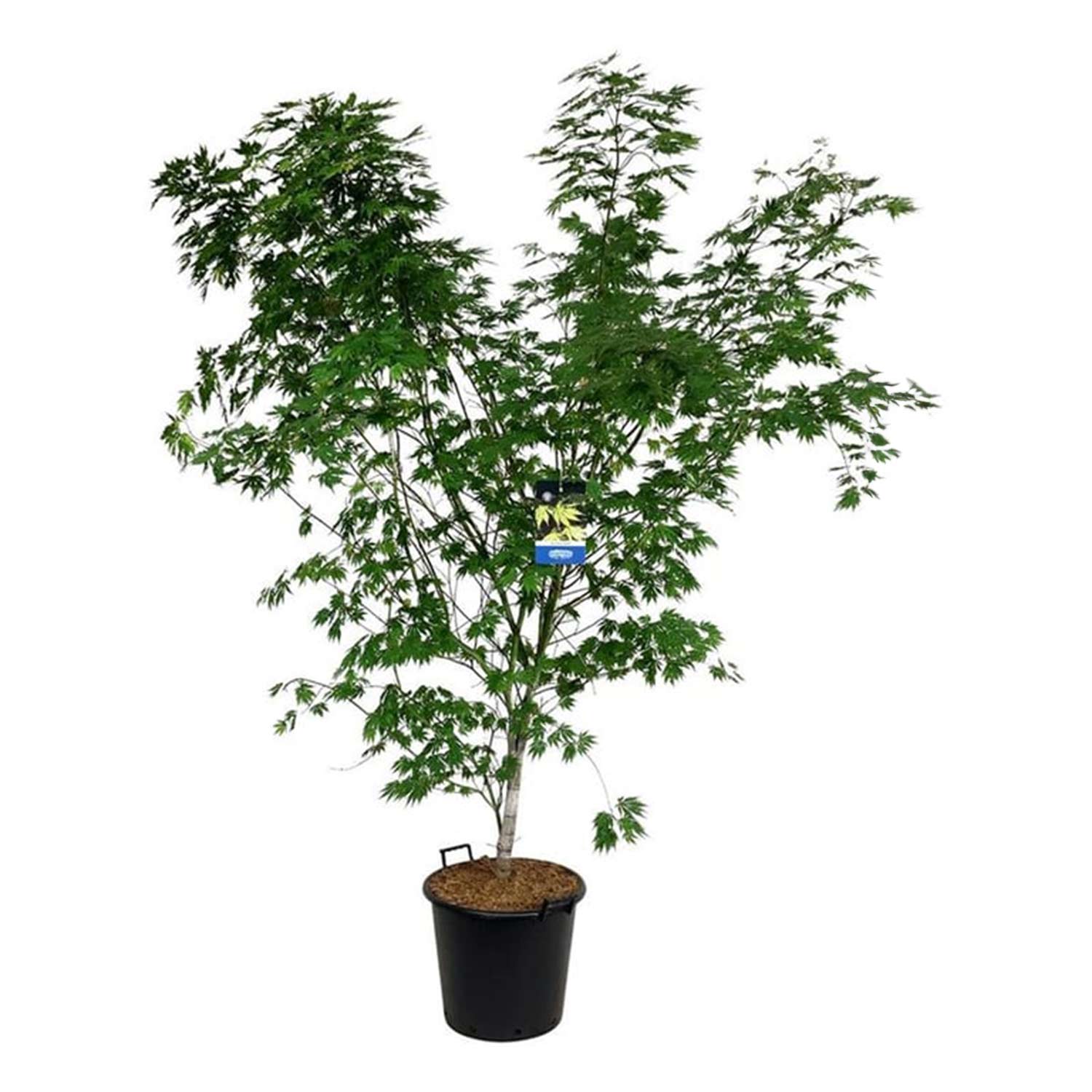 Koreanischer Fächer-Ahorn 'Jack Frost® Arctic Jade®'