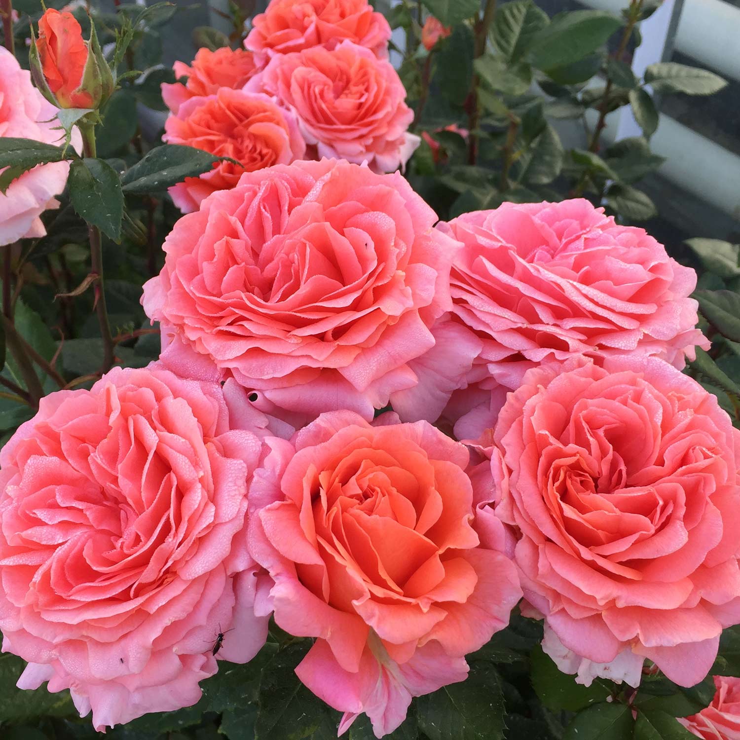 Duftrose NIRParfum® 'Amour de Molene®'