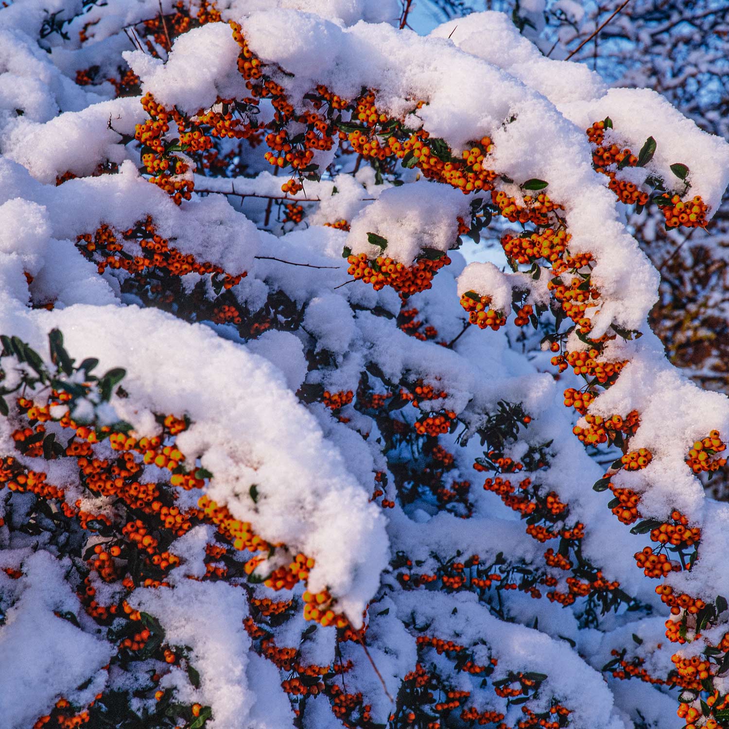 Feuerdorn 'Orange Glow'