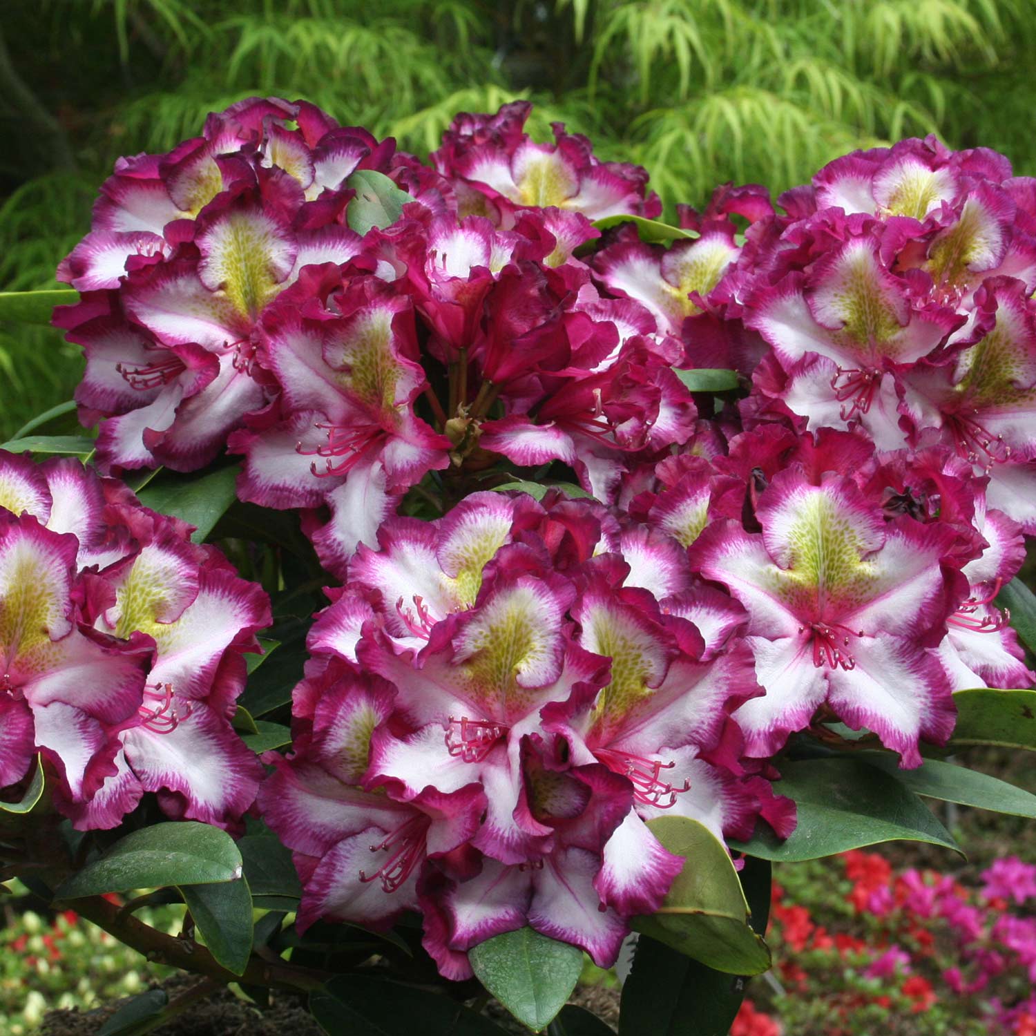 Rhododendron HAPPYdendron® Pushy Purple INKARHO®