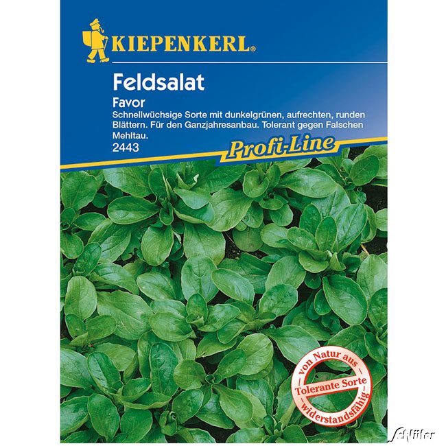 Feldsalat 'Favor'