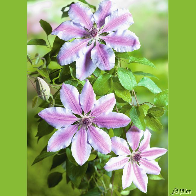 Clematis 'Nelly Moser'