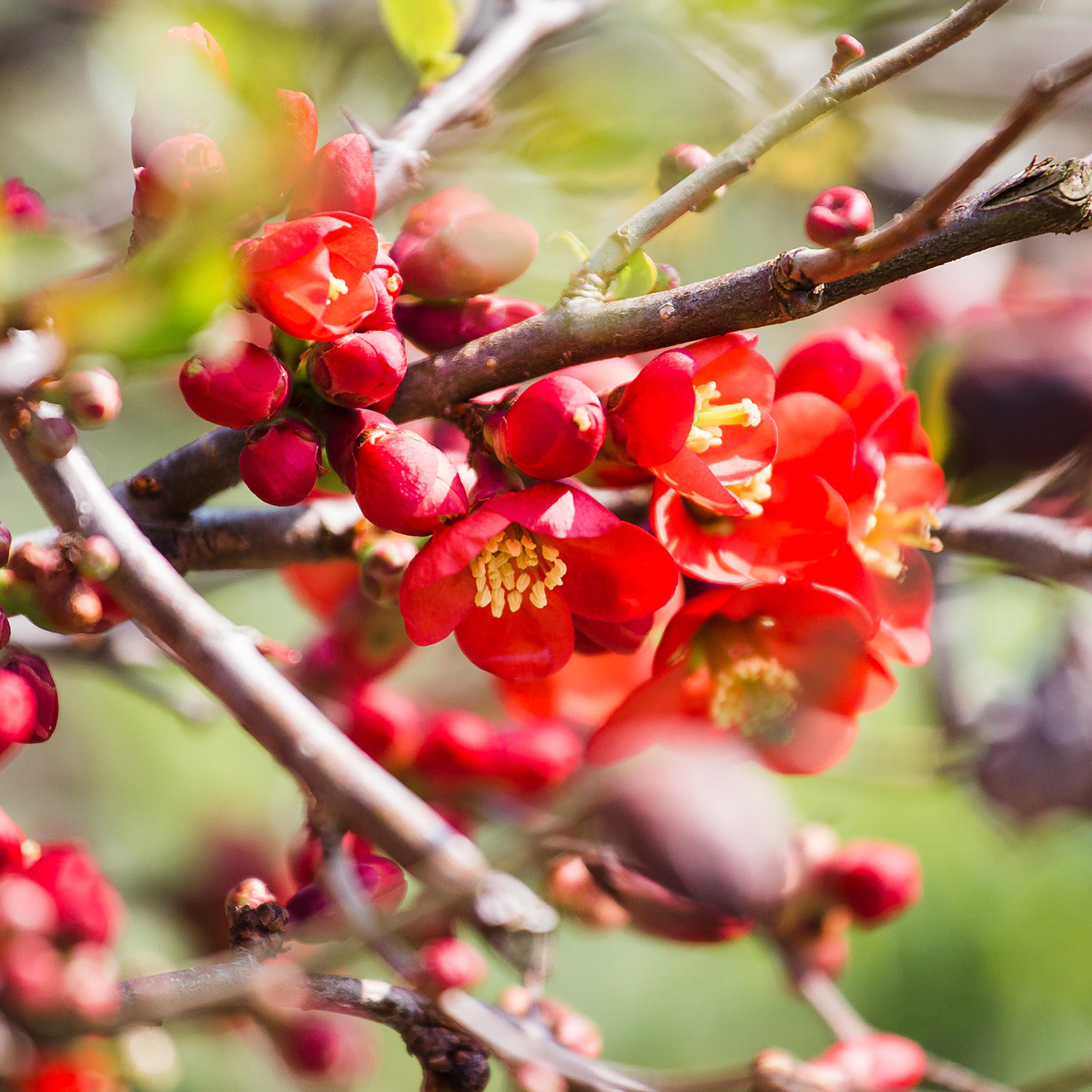 Zierquitte 'Texas Scarlet'