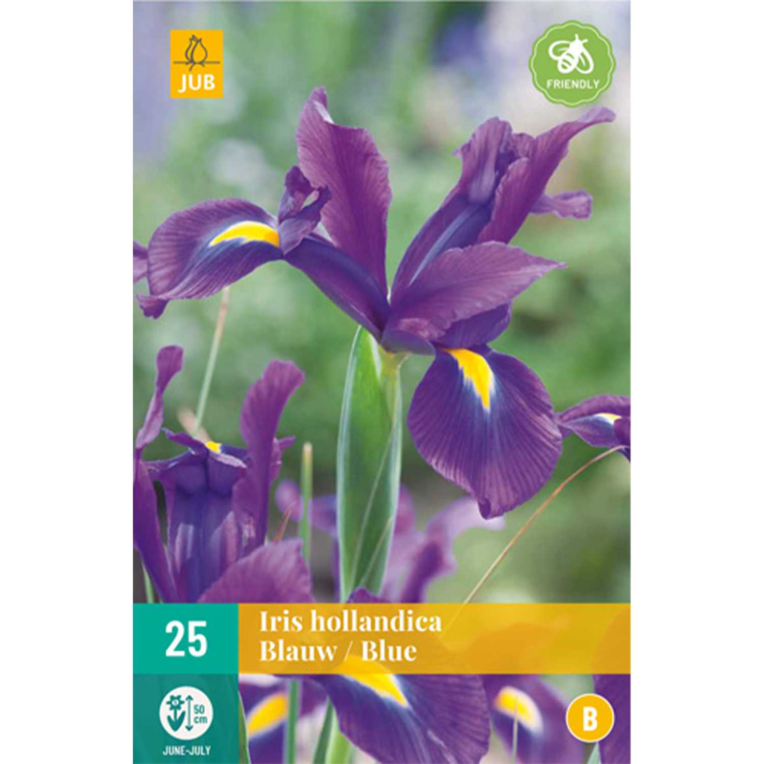 Iris hollandica 'Blue' - 25 Stück