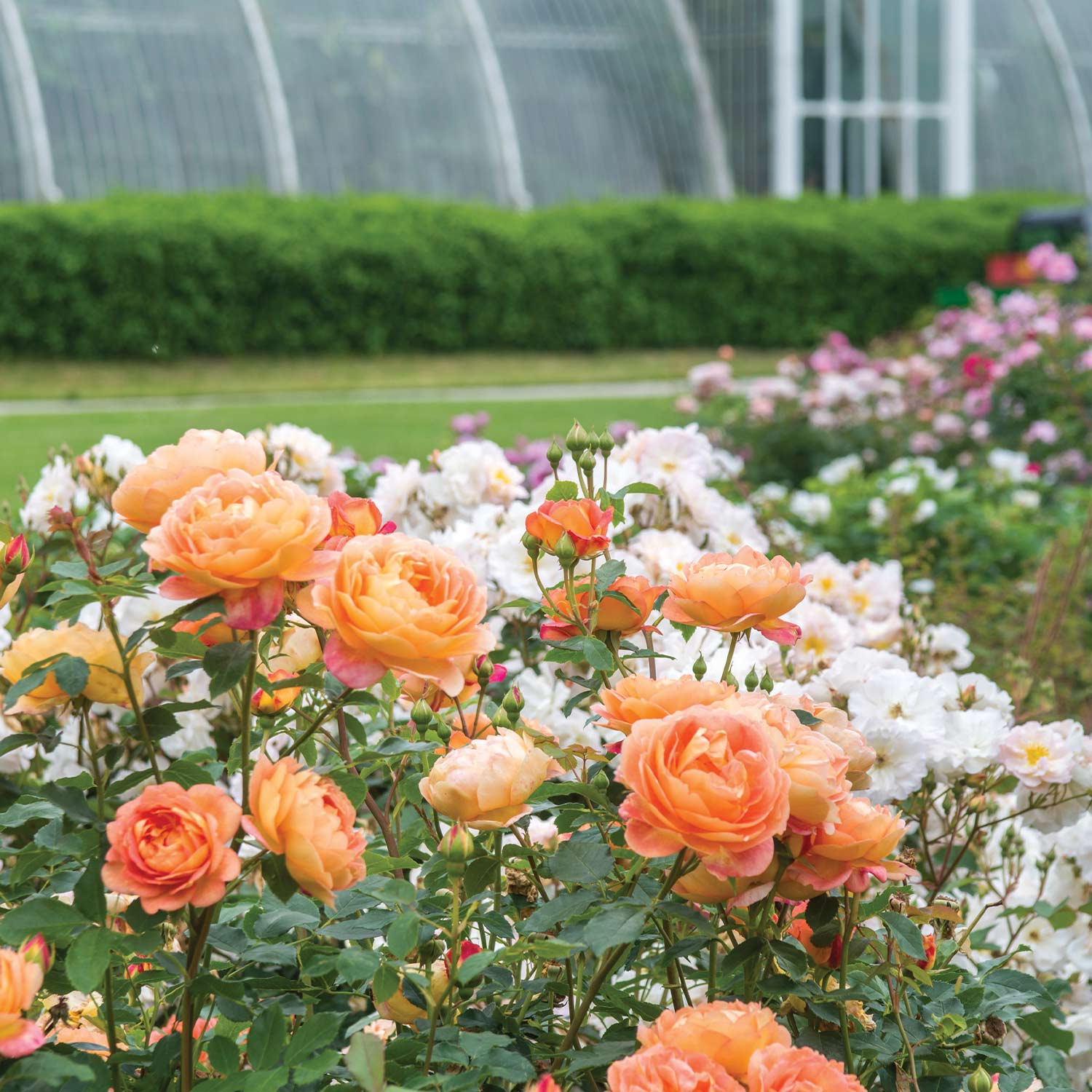 David Austin-Rose 'Lady of Shalott®' - AGM-Rose