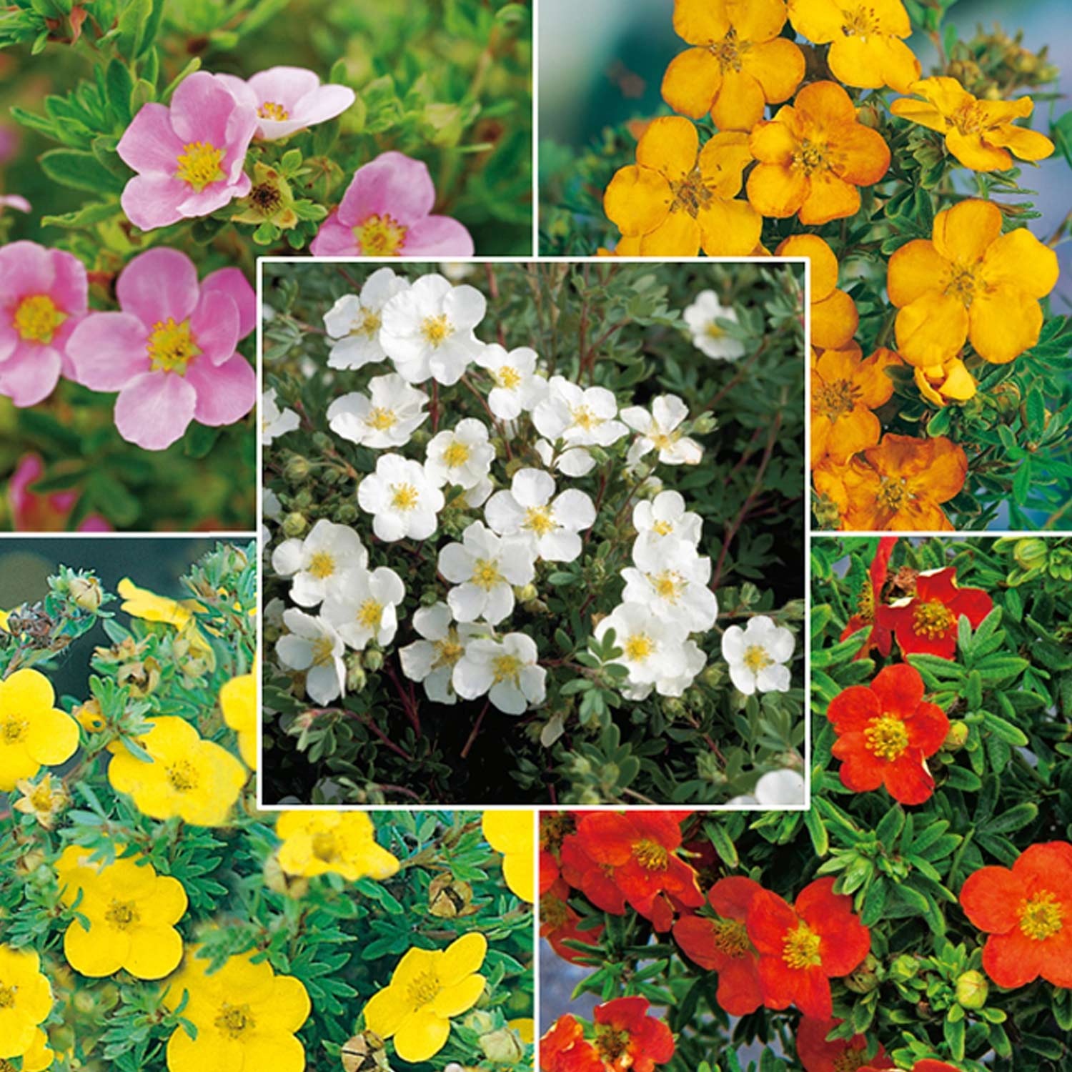 Potentilla Mix - 5 Pflanzen