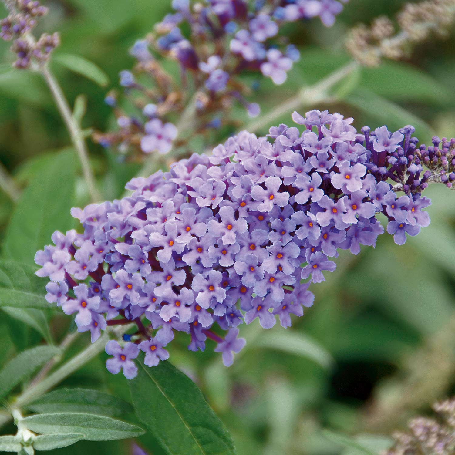 Zwerg-Schmetterlingsflieder 'BUZZ Violet'