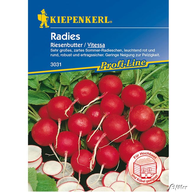 Radies 'Riesenbutter/Vitessa'