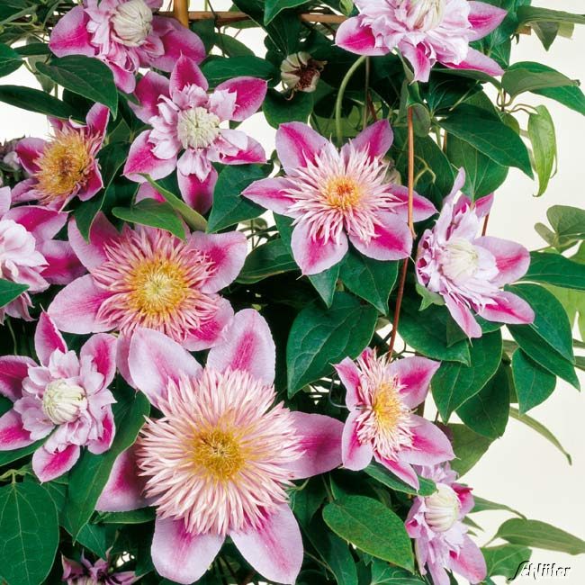 Clematis 'Josephine' TM Evijohill (N)