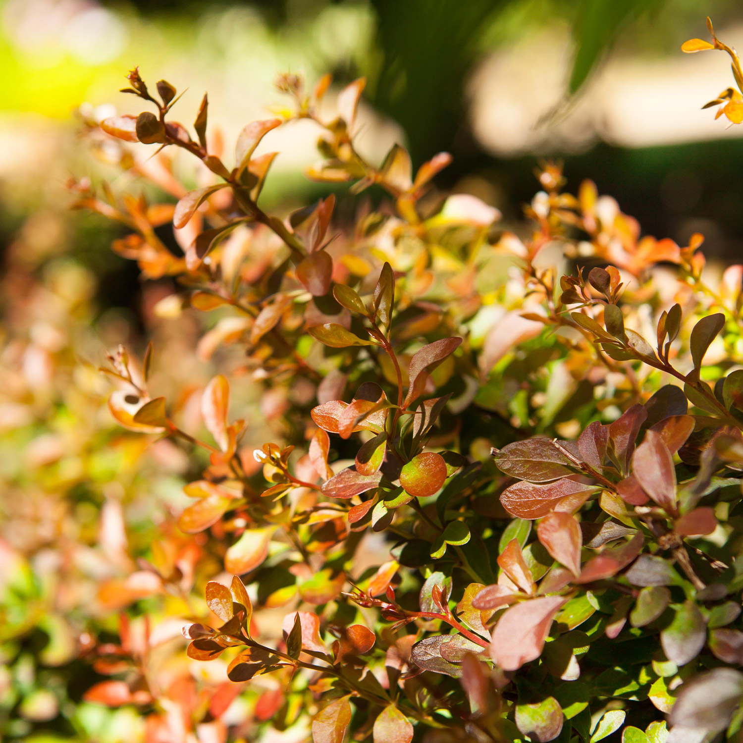 Rote Zwergberberitze 'Atropurpurea Nana'