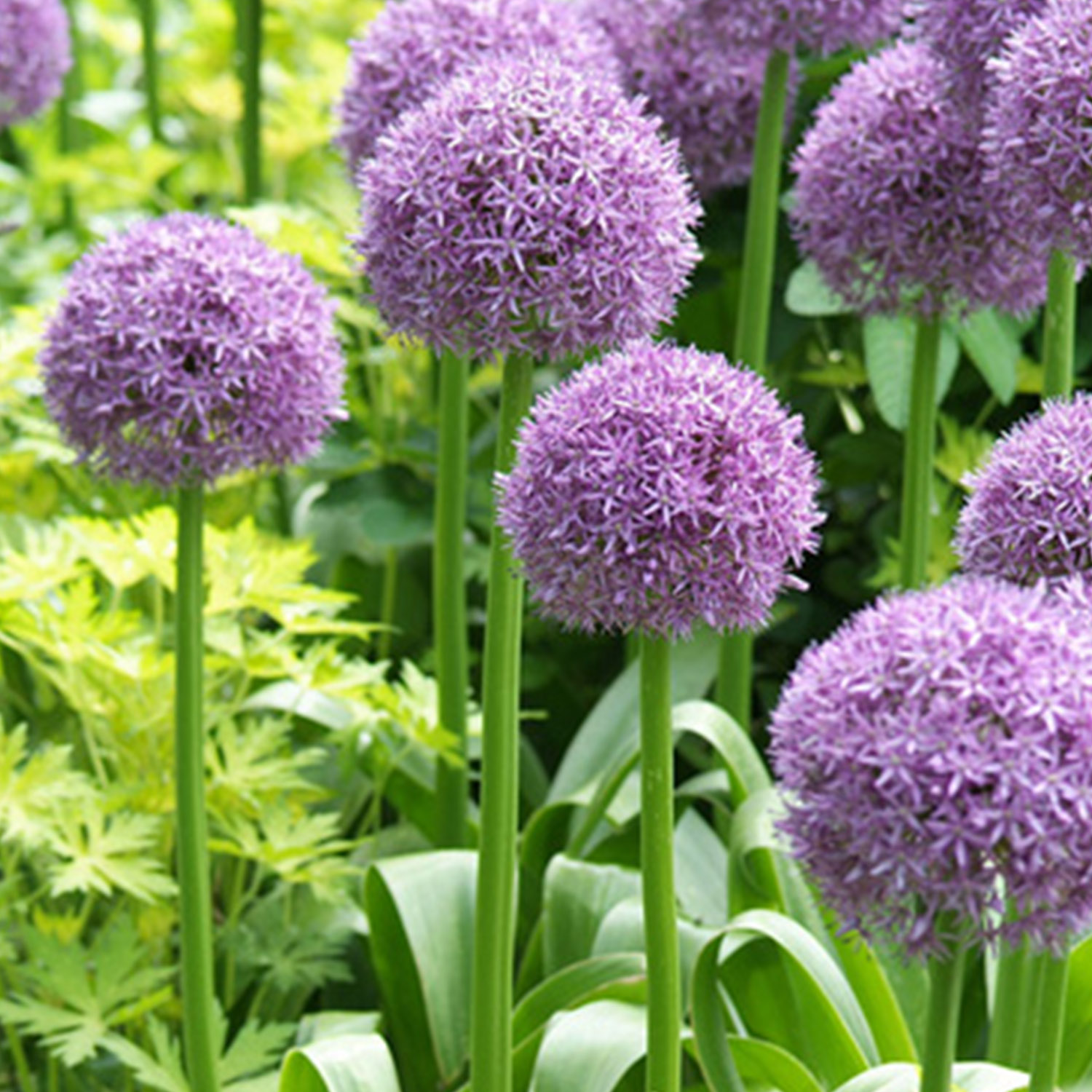 Allium 'His Excellency' - 1 Stück