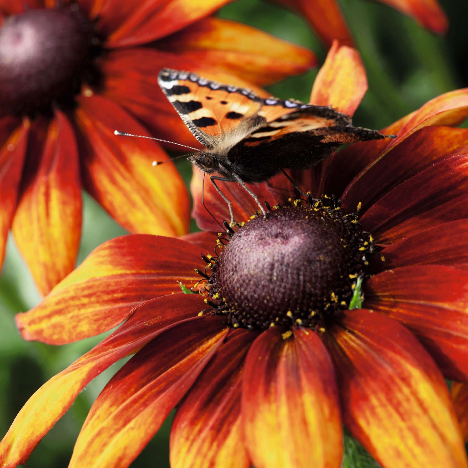 Sonnenhut 'Prairie Glow'