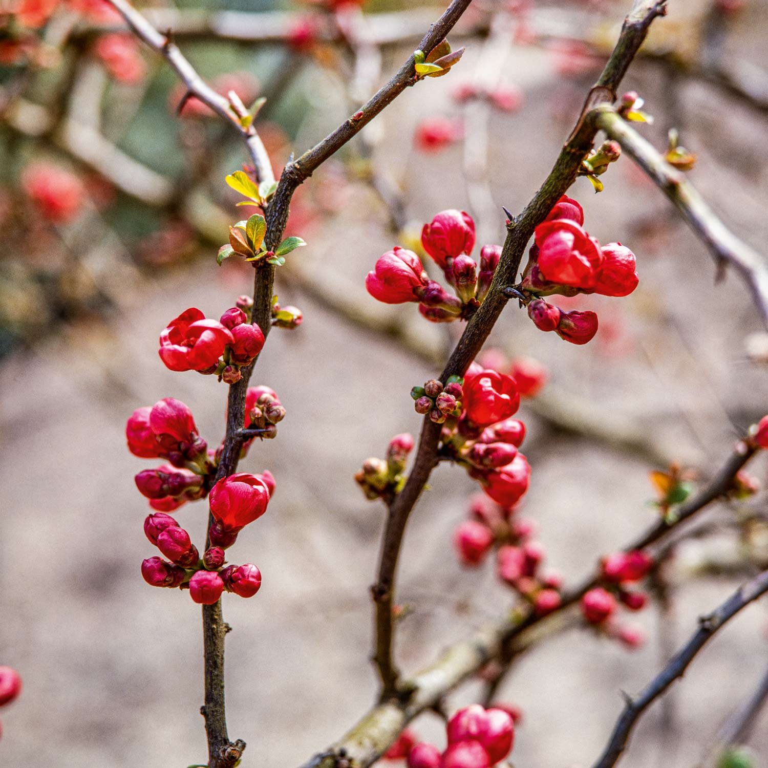 Zierquitte 'Rubra'