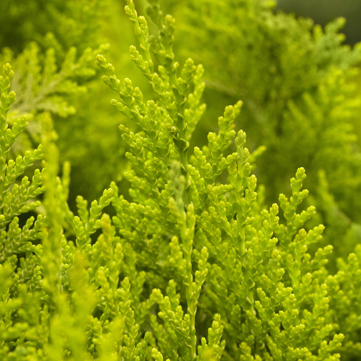 Goldgelbe GartenSäulenzypresse 'Ivonne'