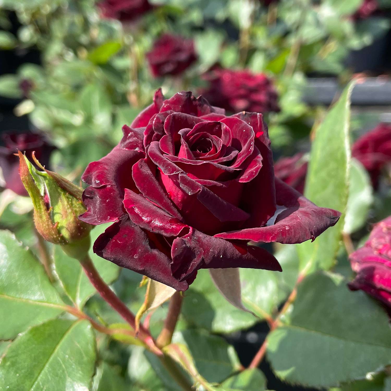 Edelrose 'Black Baccara'