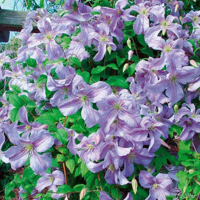 Clematis 'Emilia Plater'