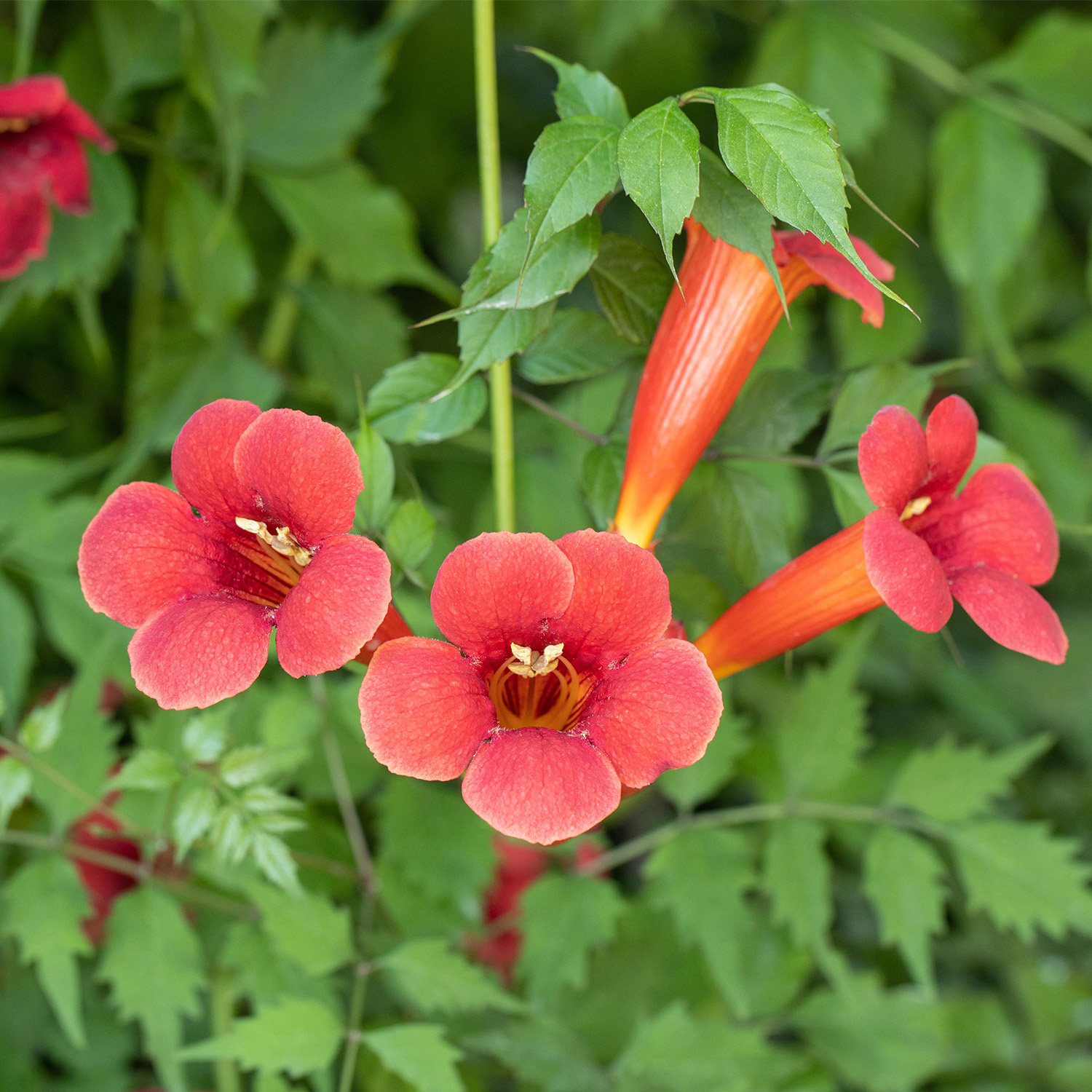 Trompetenblume 'Flamenco'