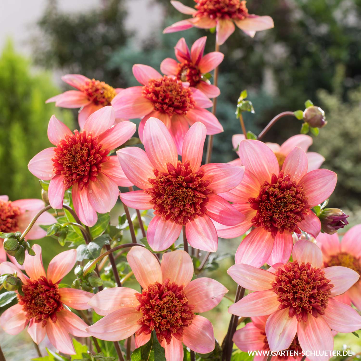 Anemonendahlie 'Totally Tangerine'