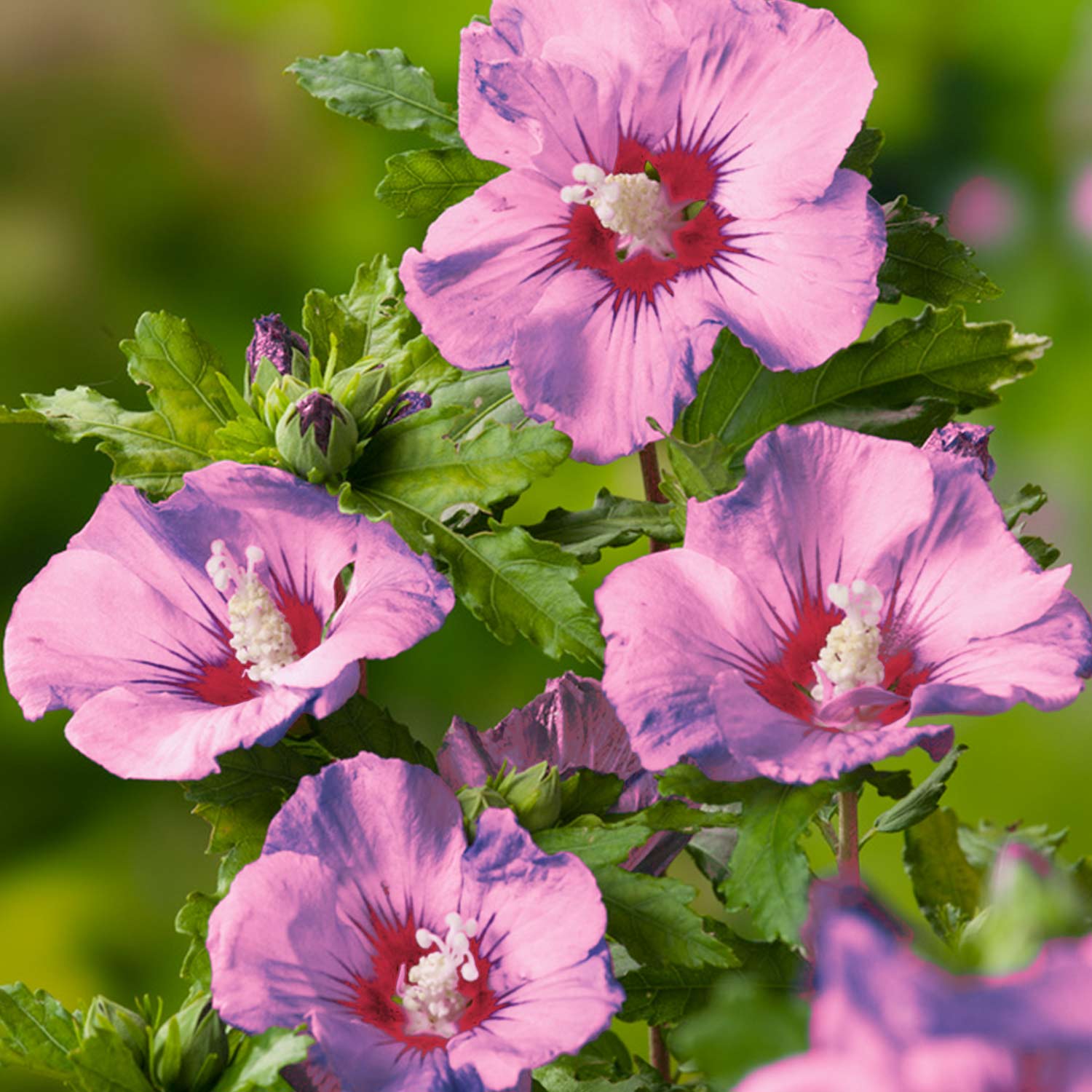 Säulen-Garteneibisch 'Flower Tower Purple®'