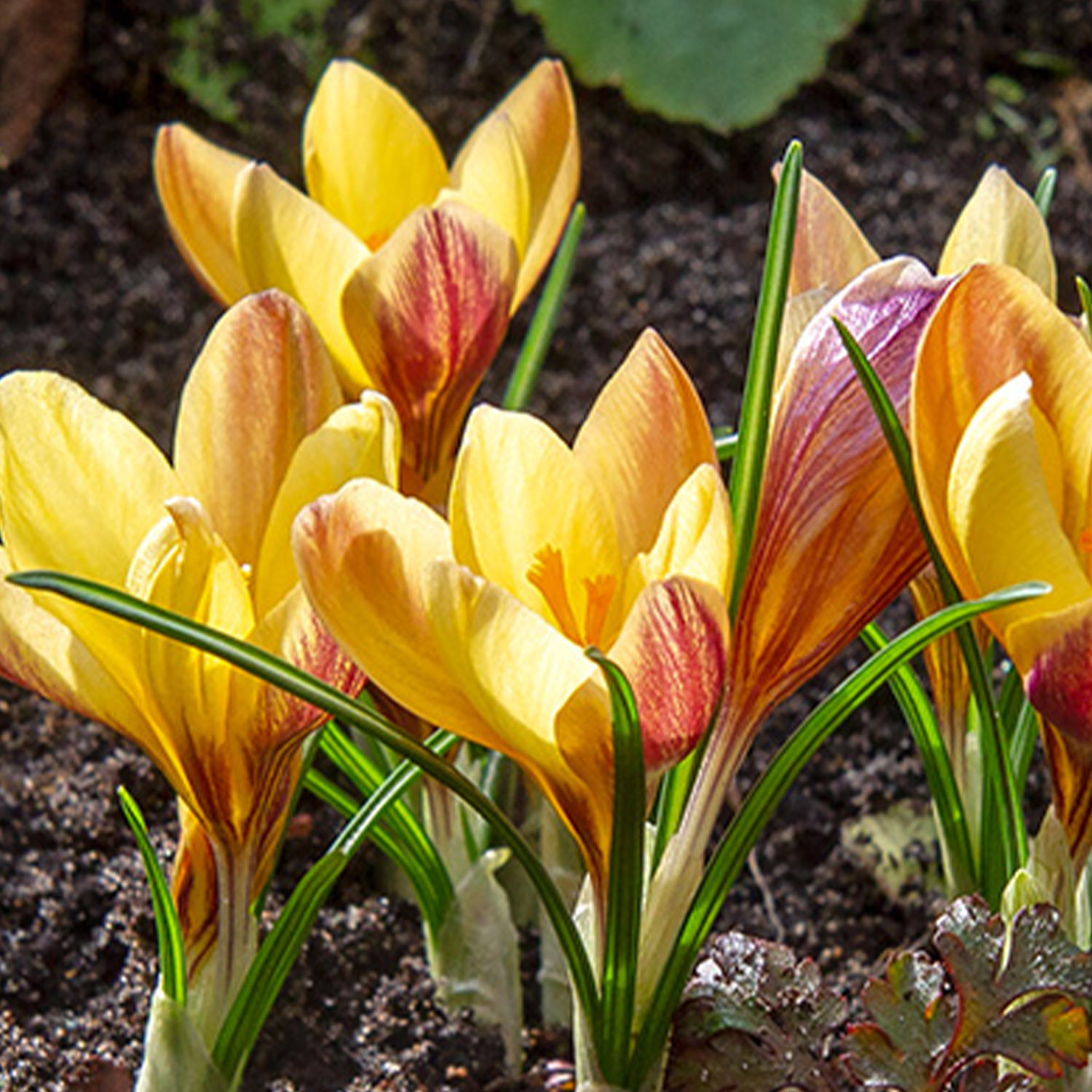 Botanische Krokusse 'Fuscotinctus' - 15 Stück