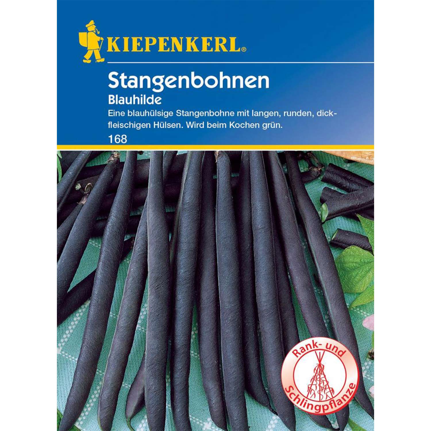 Stangenbohne 'Blauhilde' 