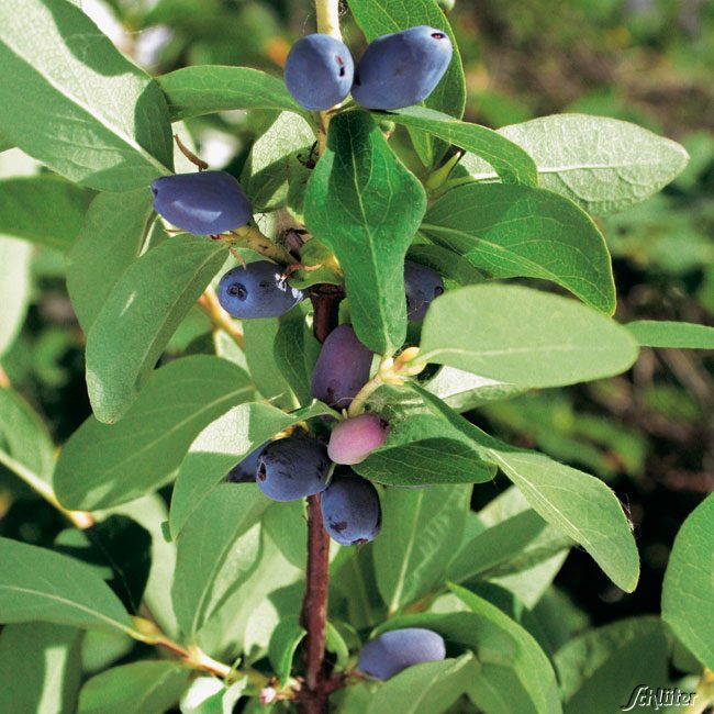 Sibirische Blaubeere 'Eisbär' - Honigbeere