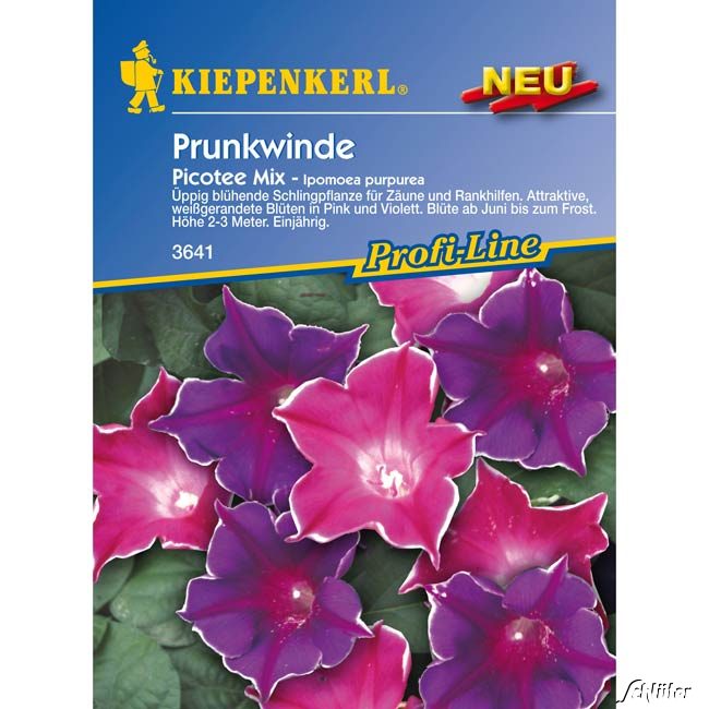 Prunkwinde 'Picotee Mix'