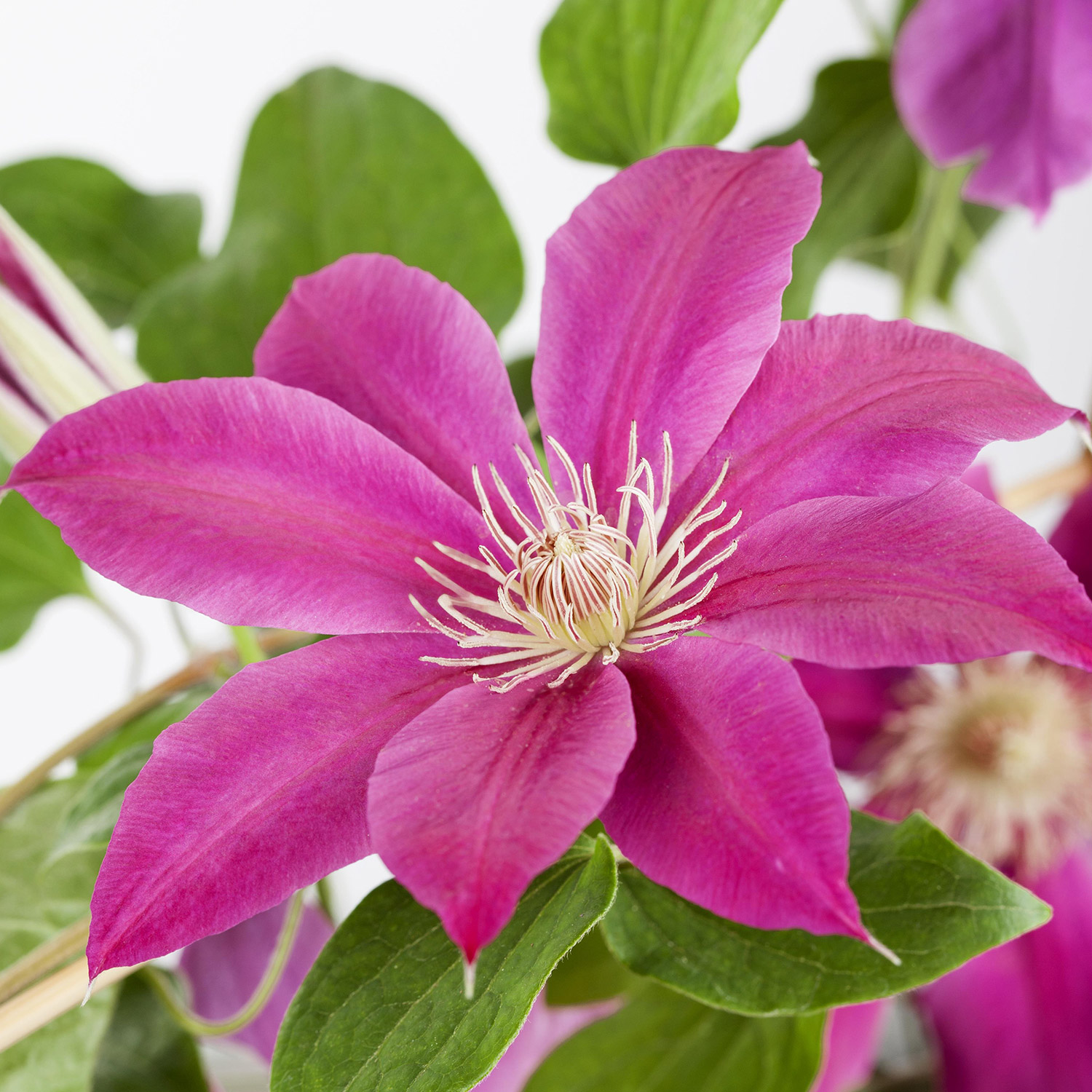 Clematis 'Comtesse de Bouchaud'