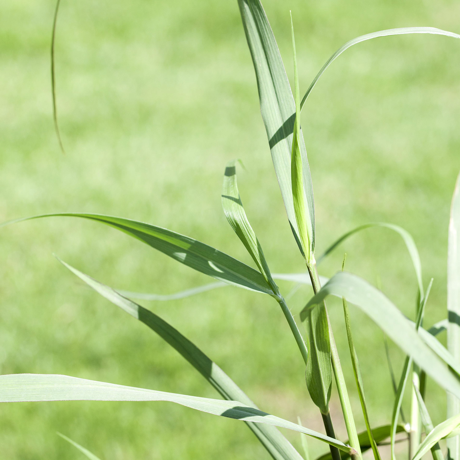 Garten-Ruten-Hirse 'Squaw'