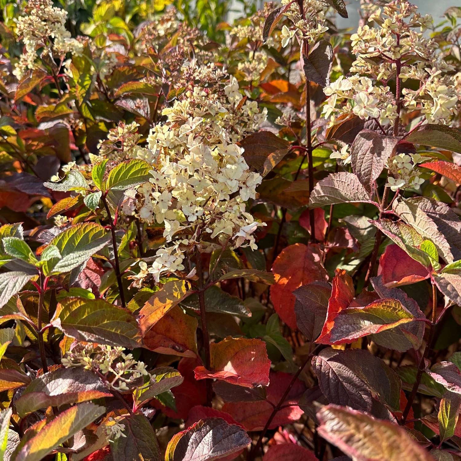 Rispenhortensie 'Fraise Melba®'