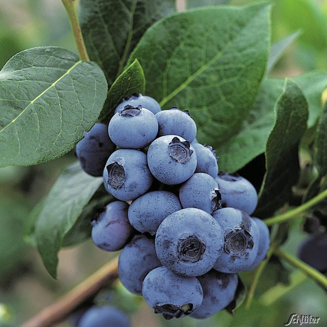 Heidelbeere 'Bluecrop'