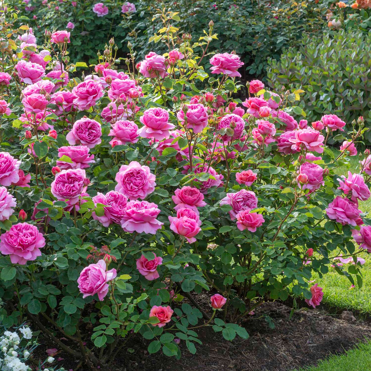 David Austin-Rose 'Princess Alexandra of Kent®'