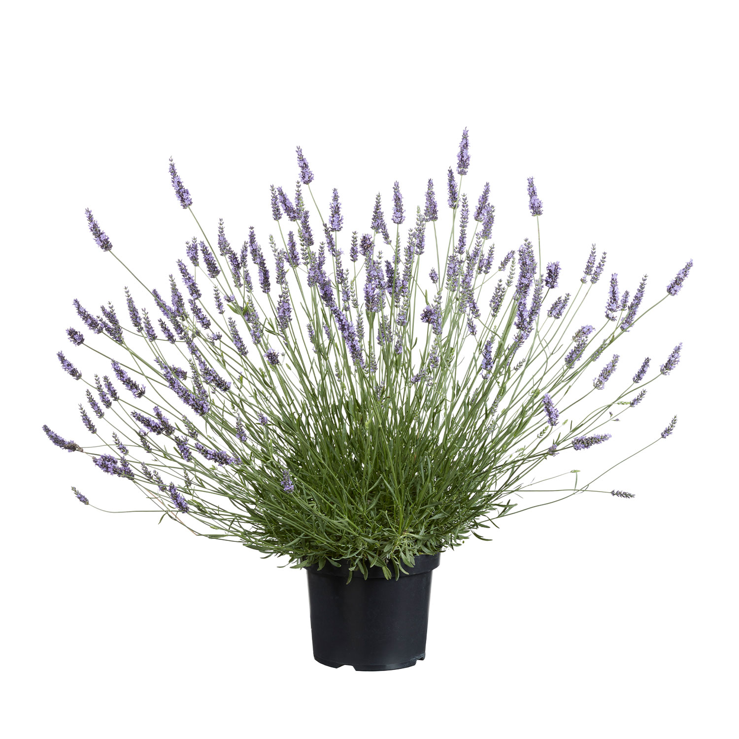 Lavendel 'Sensational'