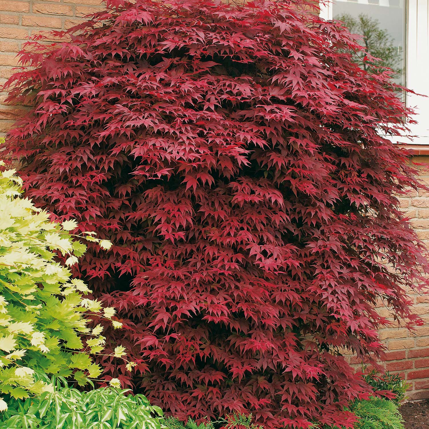 Roter Fächerahorn 'Atropurpureum'