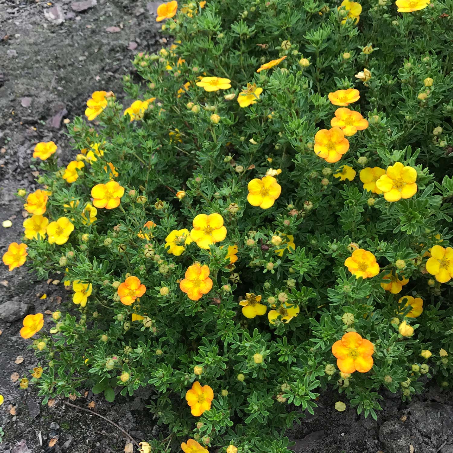 Kategorie <b>Produkt ohne Kategoriezuordnung </b> - Fingerstrauch &#039;Bella Lindsey&#039; ® Liefergröße: 30 - 40 cm - Potentilla fruticosa &#039;Bella Lindsey&#039; ®