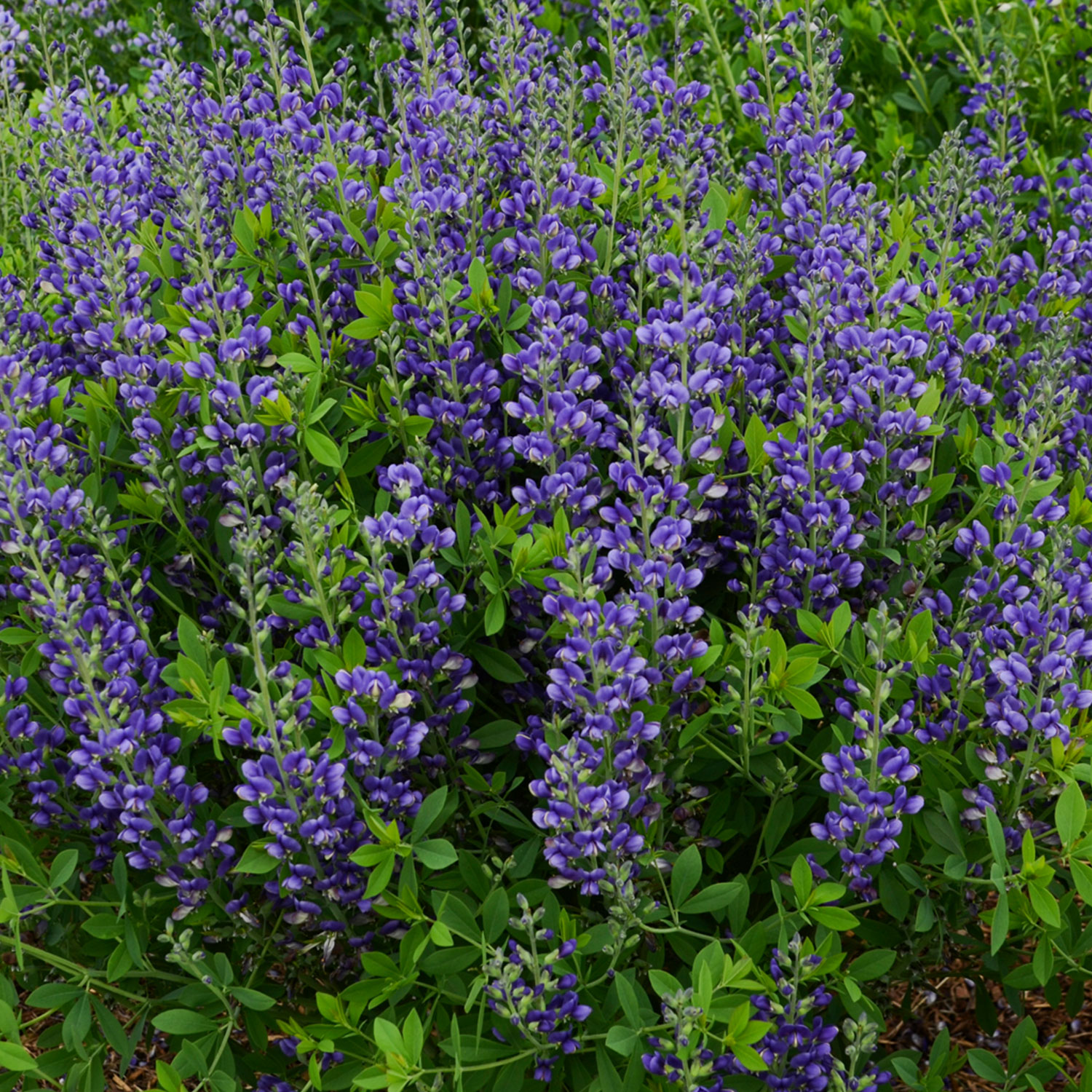 Blaue Färberhülse 'Blueberry Sundae'