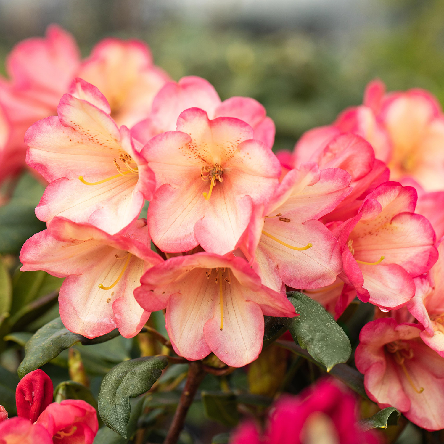 Zwerg-Ball-Rhododendron 'Barbarella®'