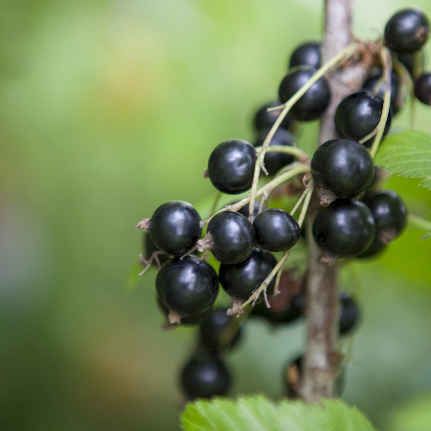 Schwarze Johannisbeere 'Ben Lomond'