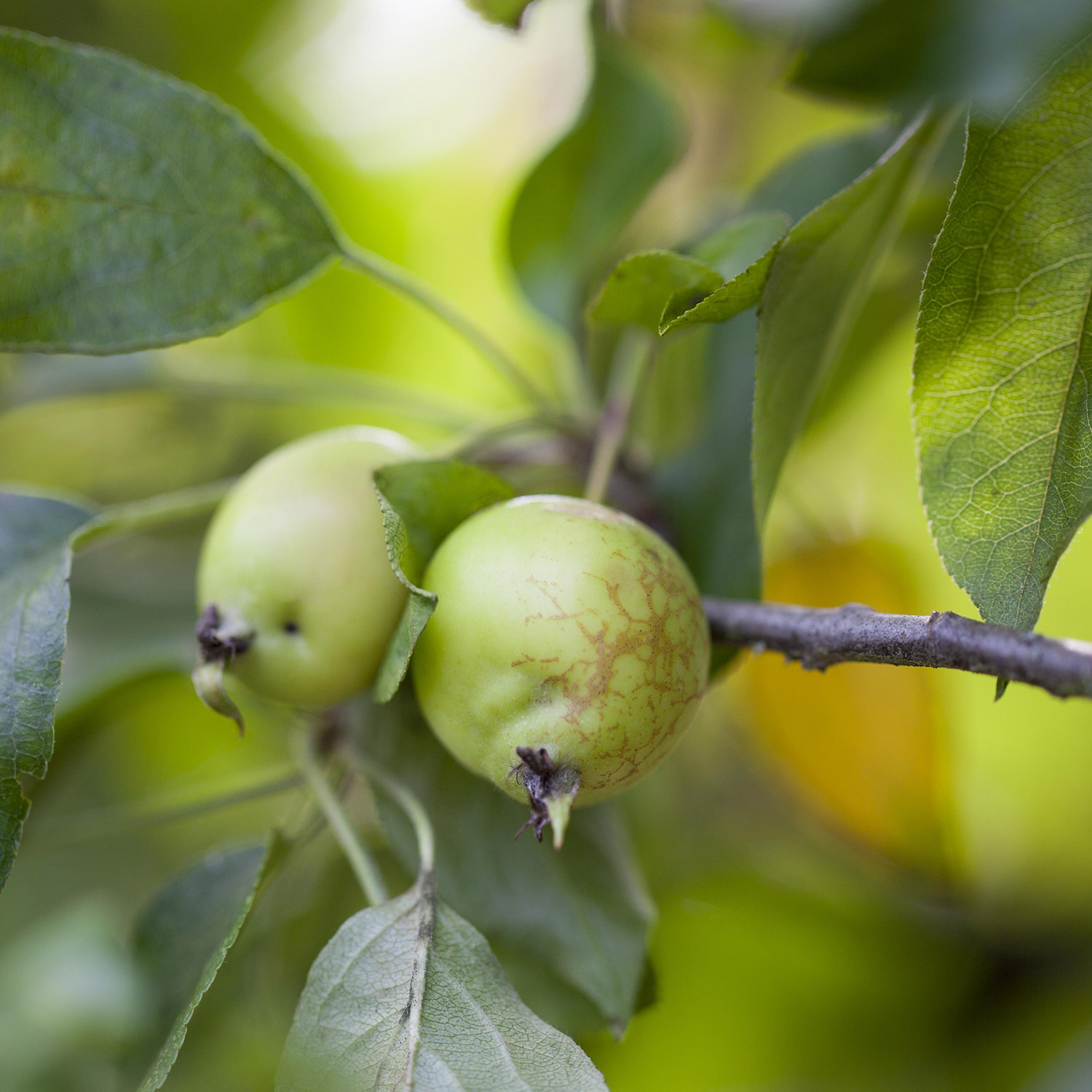 Zierapfel 'John Downie'