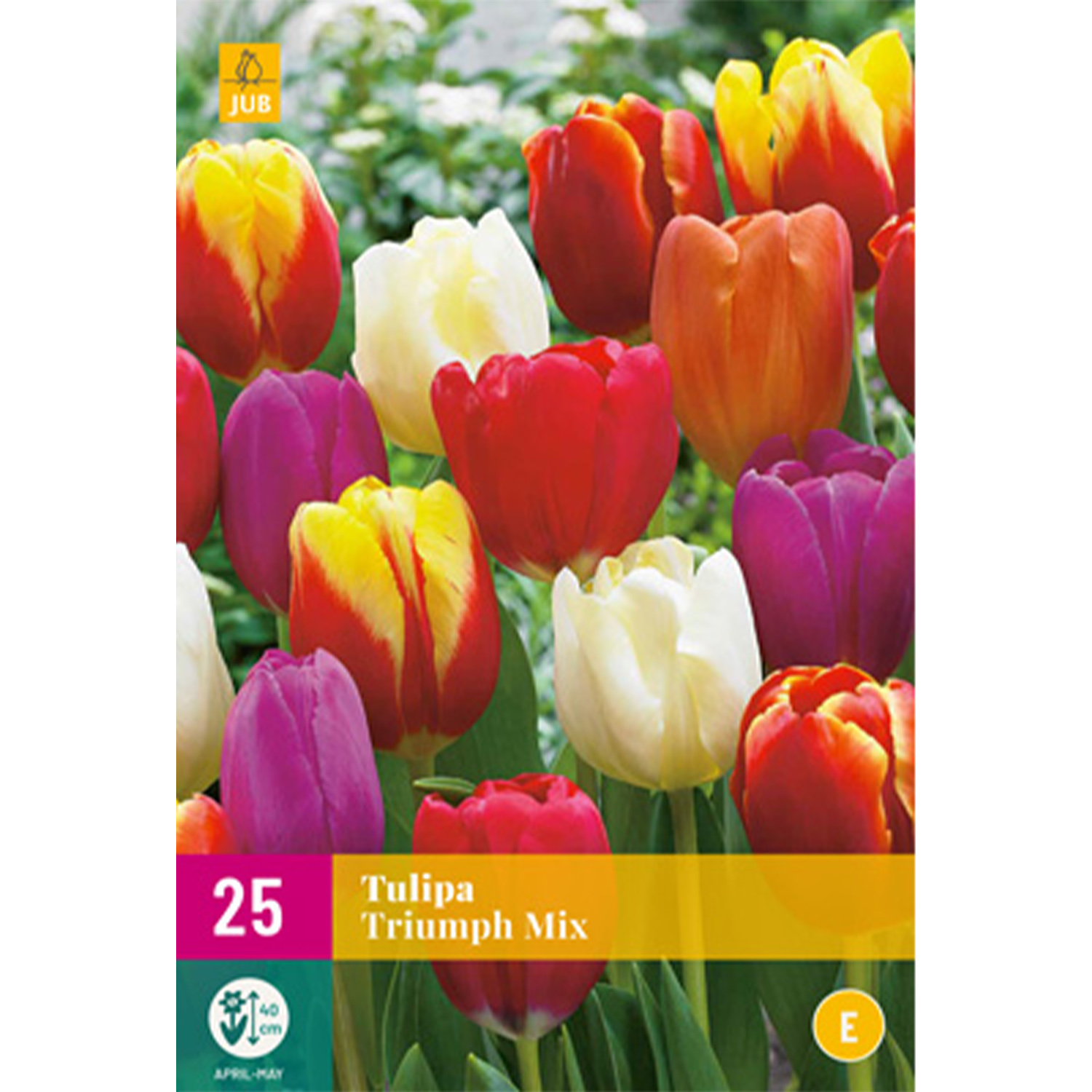 Triumphtulpen Mischung 'Bunte Mischung' - 25 Stück