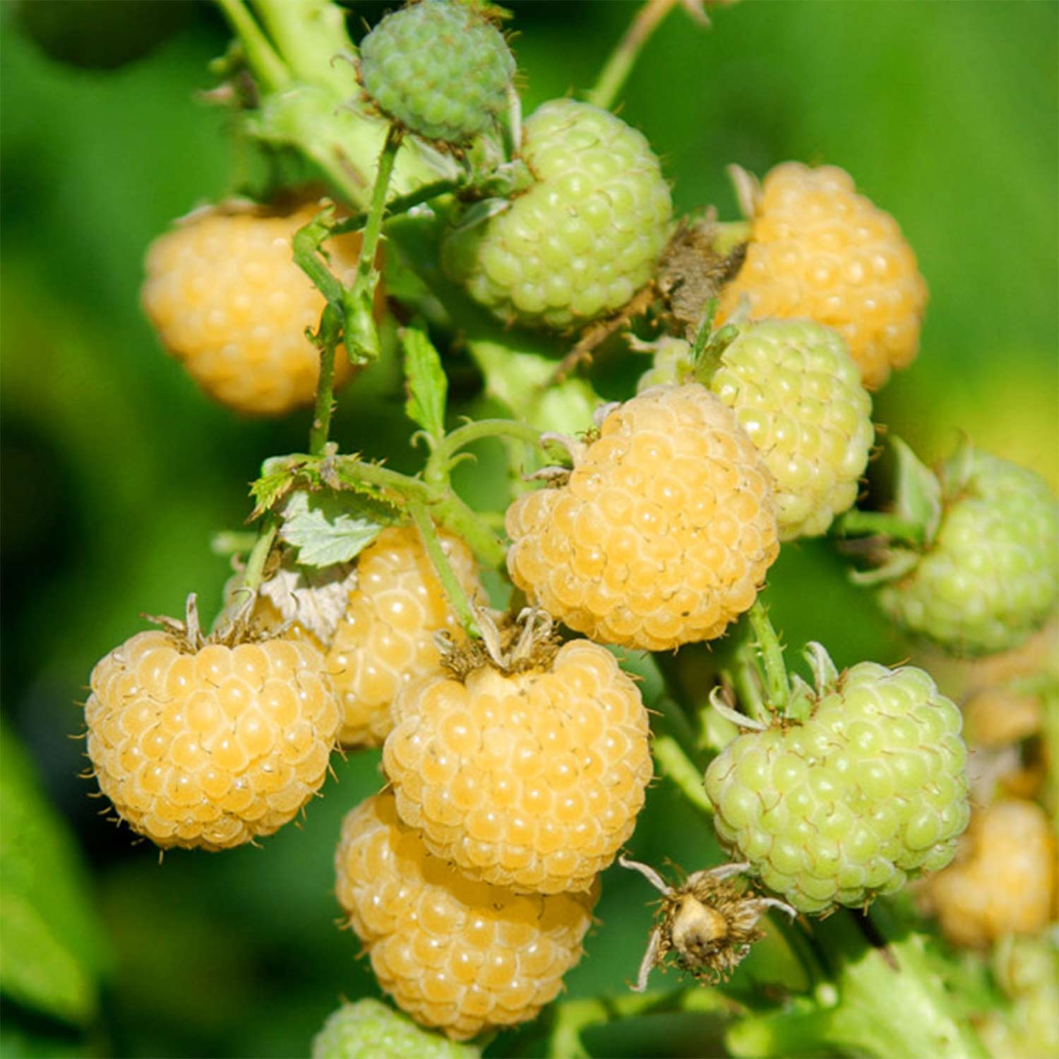 Herbsthimbeere 'Golden Everest' - die Gelbe